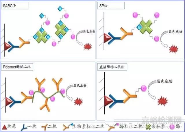 免疫组化（IHC）二抗原理及选择