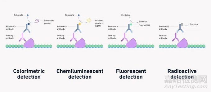 蛋白质印迹（Western blot）实验步骤、分析和目的