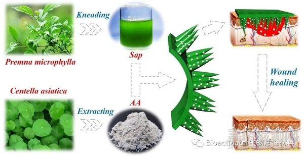 中药微针补片用于创面修复|Bioactive Materials