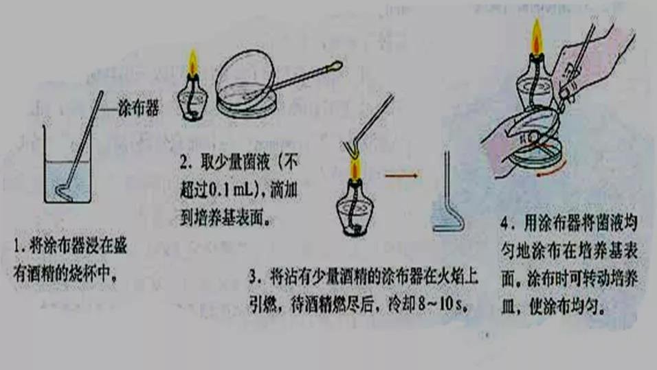 微生物的分离纯化详解