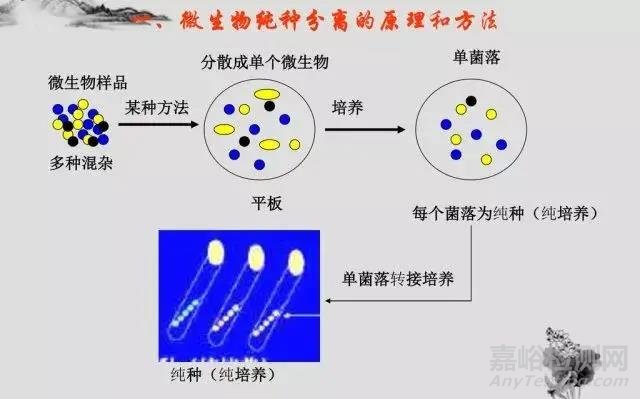 微生物的分离纯化详解