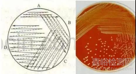 微生物的分离纯化详解