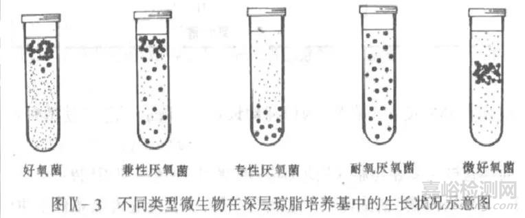 微生物的分离纯化详解