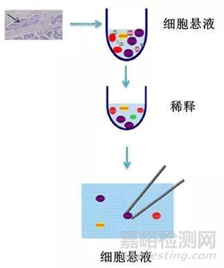 微生物的分离纯化详解