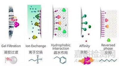 蛋白质纯化机理与方法