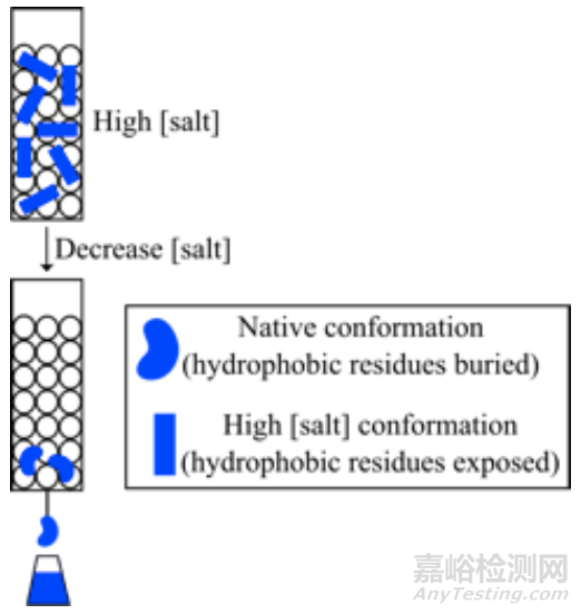 蛋白质纯化方法经典攻略