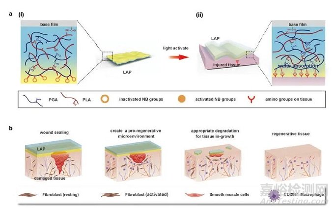 浙江大学首次设计出可代谢的免缝合光控自粘复软组织创伤修复膜LAP