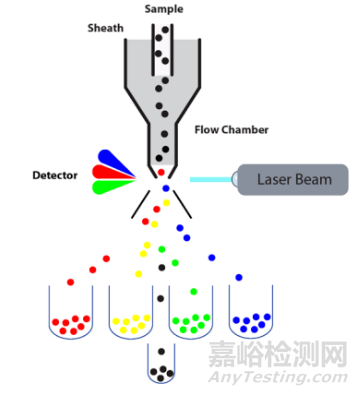 流式细胞仪检测原理、组成结构