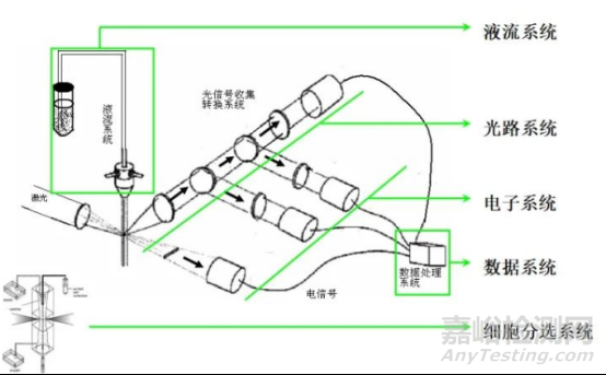流式细胞仪检测原理、组成结构
