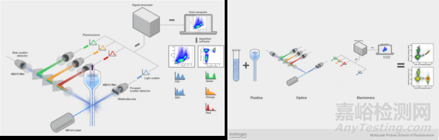 流式细胞仪检测原理、组成结构