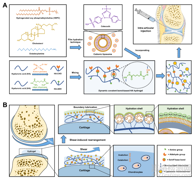 剪切响应的边界润滑水凝胶治疗骨关节炎