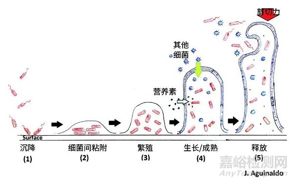 生物膜的形成、风险与控制