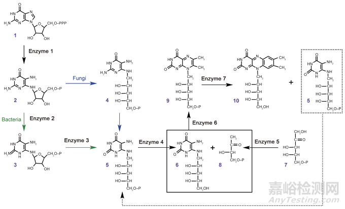 微生物中核黄素合成的生物技术策略