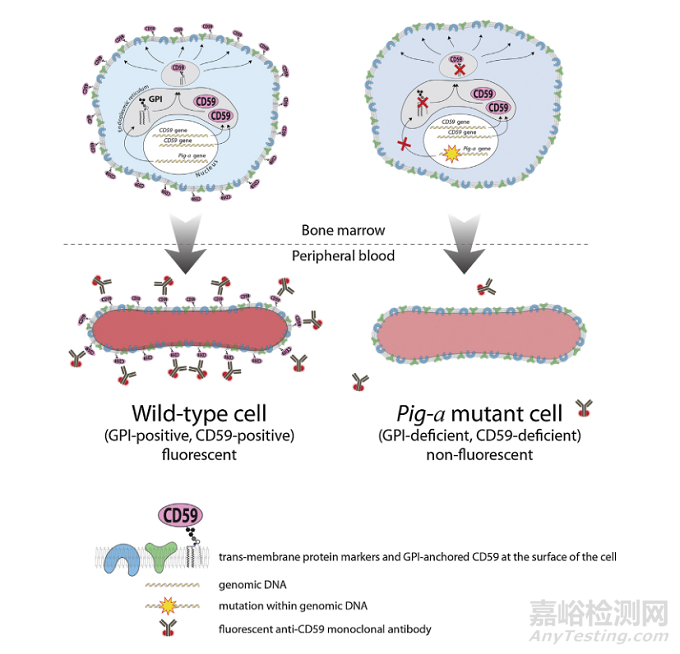 新增遗传毒性测试标准：Pig-a基因突变试验