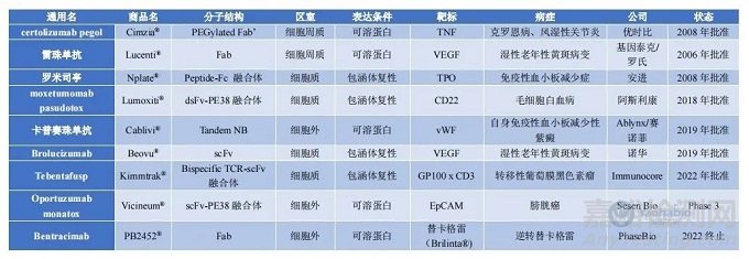 大肠杆菌中重组抗体的生产与表征