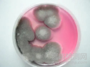 GB 4789.15 霉菌和酵母计数 霉菌培养容易污染，实验室该如何解决？
