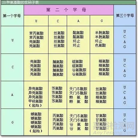 20种常见的氨基酸分类