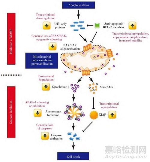 基于线粒体的中药药效物质和作用机制研究